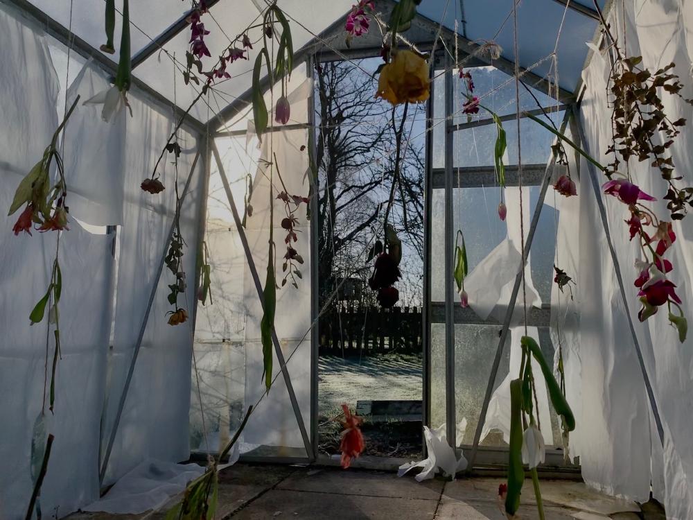 the inside of a greenhouse is full of flowers on strings pointing downwards, with white fabric on the glass paces of the structure, with wintry morning light pouring through