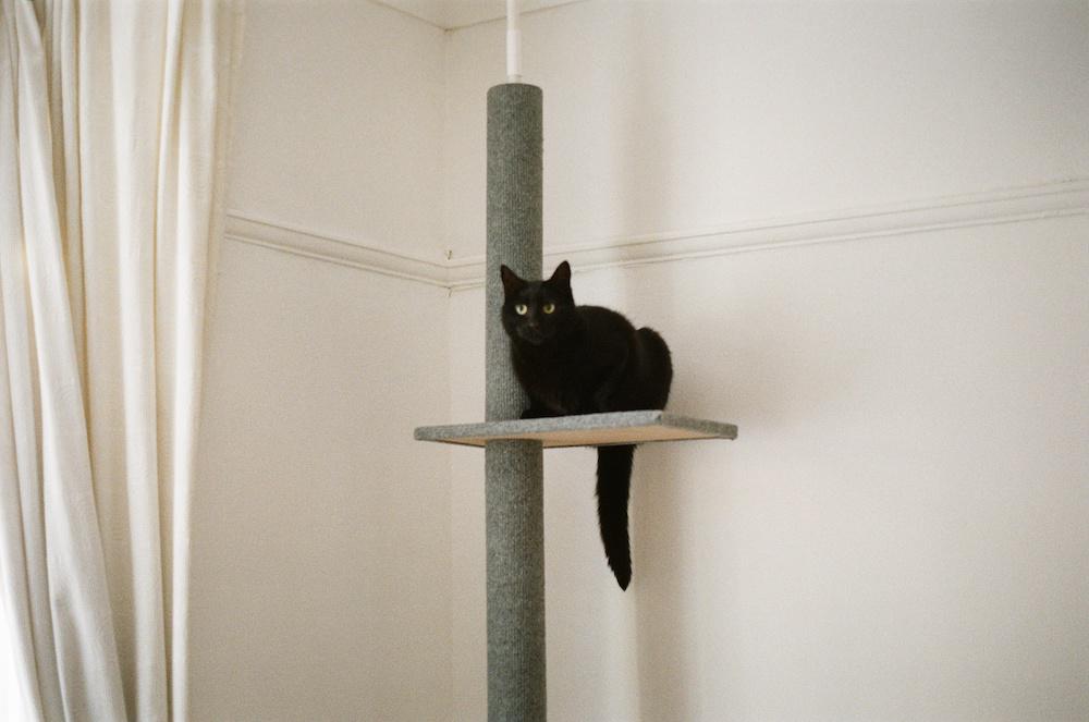 my black cat Coco on the top of her floor to ceiling cat stand