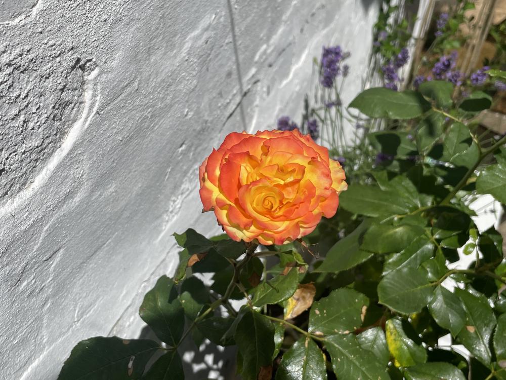 the world's most beautiful rose ie. the one orange rose i was able to grow this year, the others got eaten by aphids the bastards