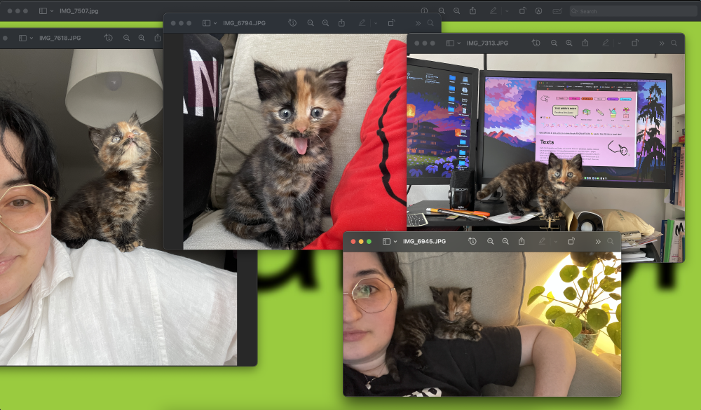 a collage of pictures of a small tortie kitten on gab's shoulder, sticking its tongue out, and climbing in front of gab's computer screen