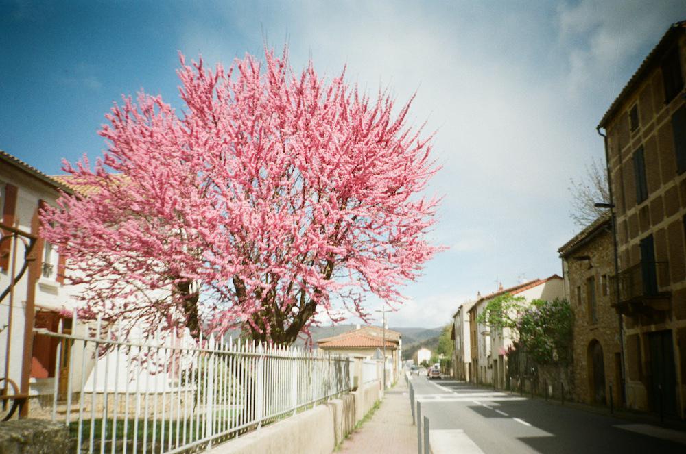 a cherry blossom tree on the road between the mill and Saint Georges de Luzencon
