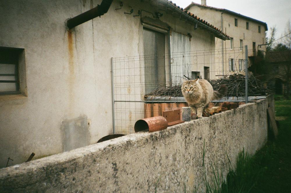 the cat Maahs walking along a wall next to the scrapyard