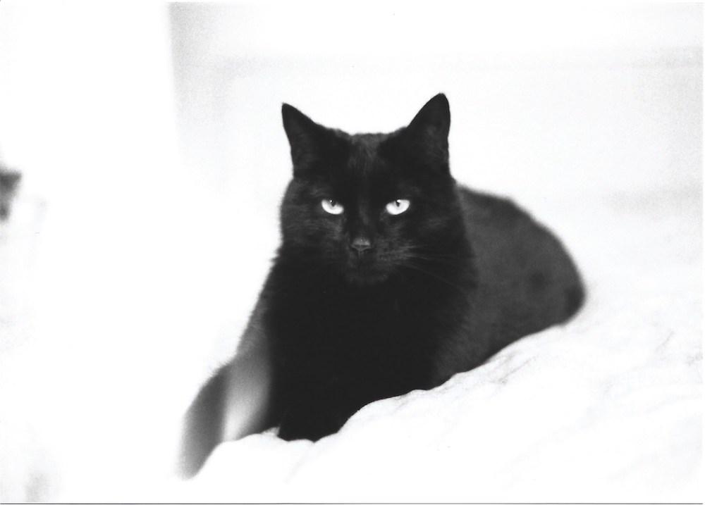 a black cat called coco looking beautiful and serious