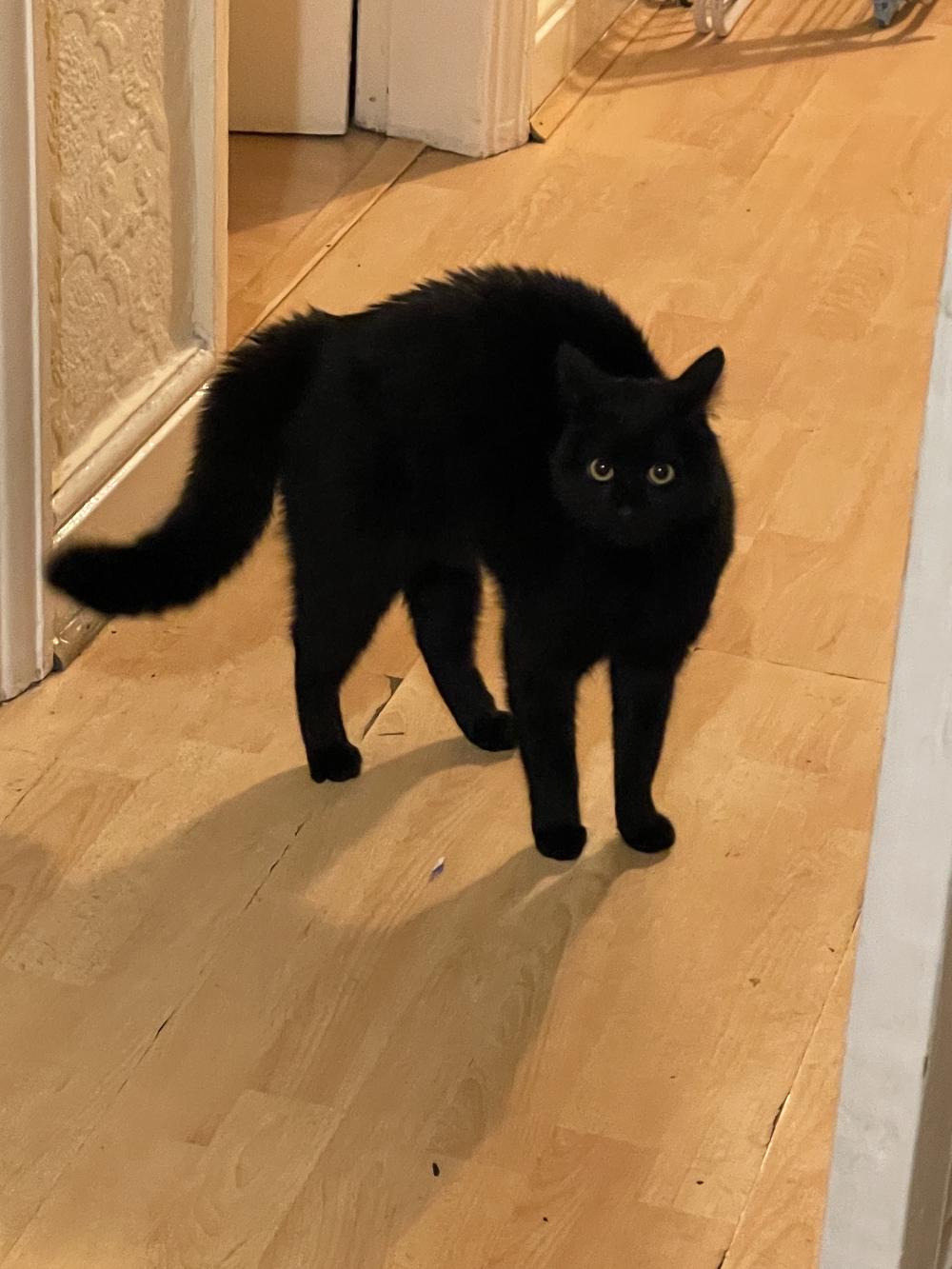 my own cat, Coco, black and fluffy and hair standing on end while she sideways-jumps todays my in the hallway'
