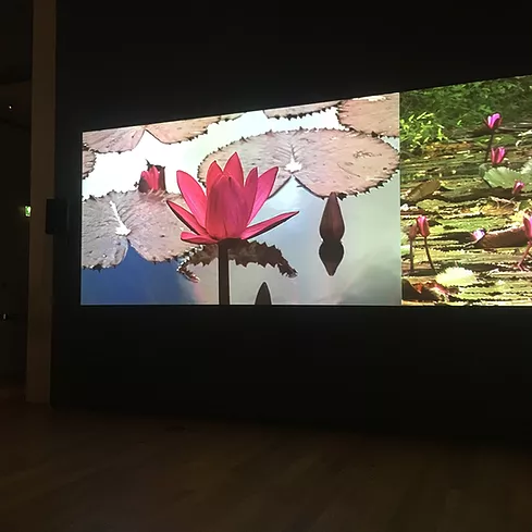 a bright pink lily around pads on a dual screen projection
