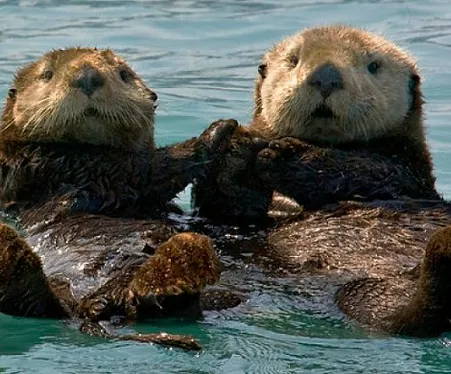 two otters lying backwards on water holding paws