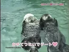 two cute otters holding hands and swimming together on their backs