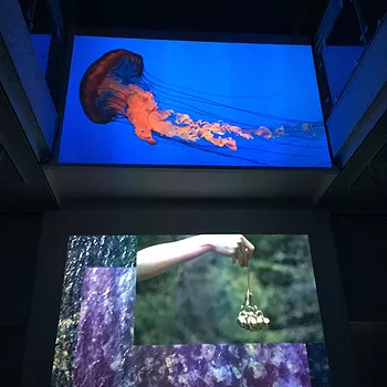 a video of a jellyfish