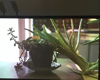 aloe vera and a dying plant on a table