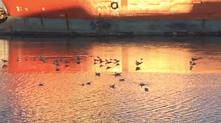 birds float on a still lake that is reflecting a red and orange sky