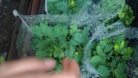 a shot of a hand moving just after touching little ferns that move when they feel contact