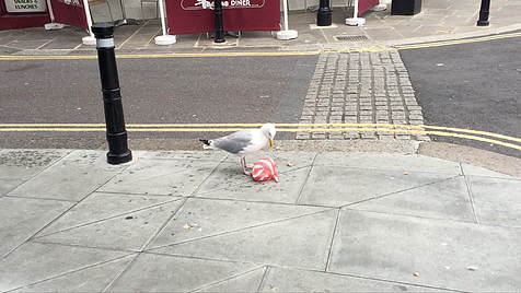 a seagull is seen on a road with a red and white plastic bag