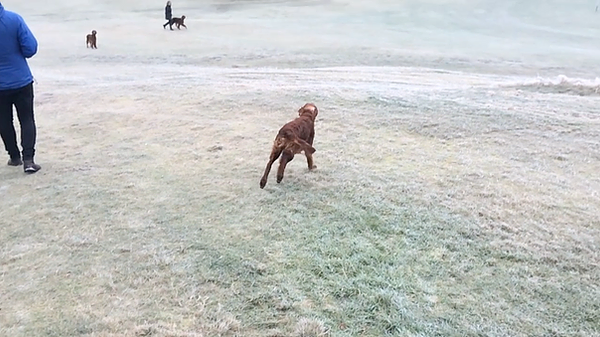 a brown dog runs over icy grass towards the sea