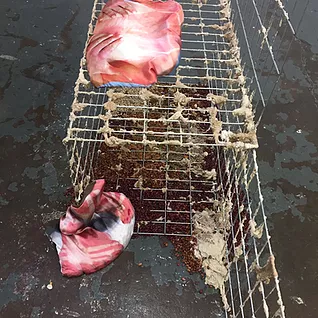 a messy abstract sculpture on the floor with wire frames and crusty beige materials in the corners, with red and white pieces of fabric on top