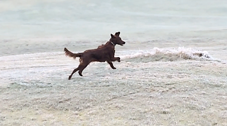 a beautiful brown dog running over icy grass that is almost the same colour as the cold sea