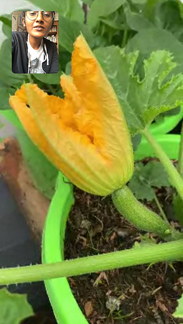 Zarina is on facetime to someone and they are showing her a yellow flower growing amongst bright green stems