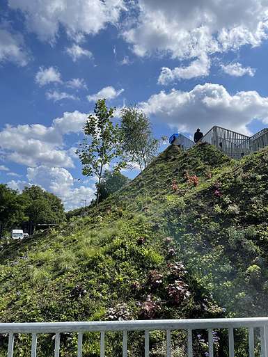 a shot looking up at the mound, scraggly plants, cloudy sky