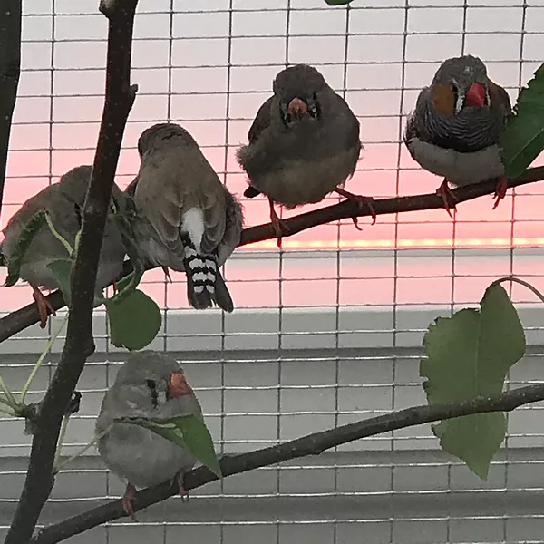 tiny birds in grey and white sit in a cage on a branch together
