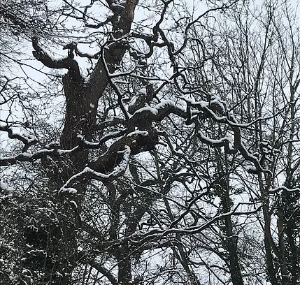 branches topped with the white outline of snow