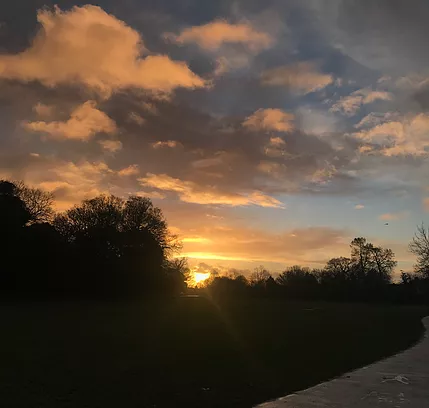 a sunset is casting orange across most of the sky in view, and the trees in the foreground are all silhouetted