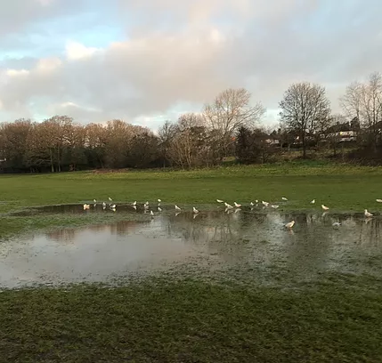 another section of a field is flooded and there are birds all along the edges of the new tiny lake