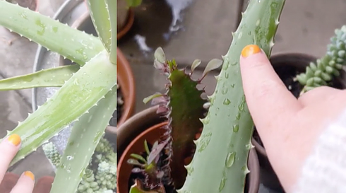 a white hand with yellow finger polish touches a wet aloe vera branch