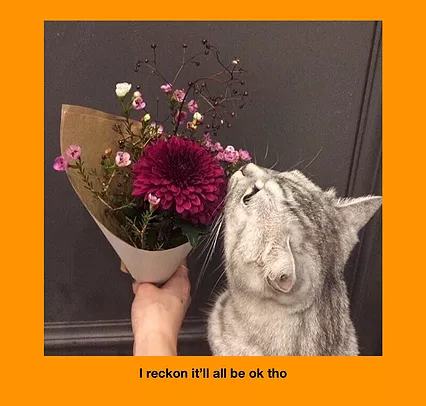 an orange border with a photo of a grey cat next to a pink purple bouquet, and below it says i reckon it&rsquo;ll all be ok though